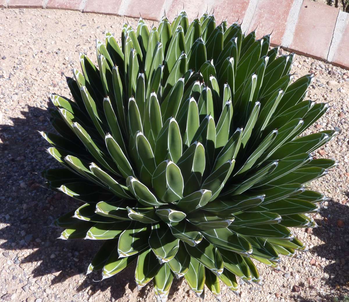 Agave victoria regina - Tohono Chul - Tucson, AZ