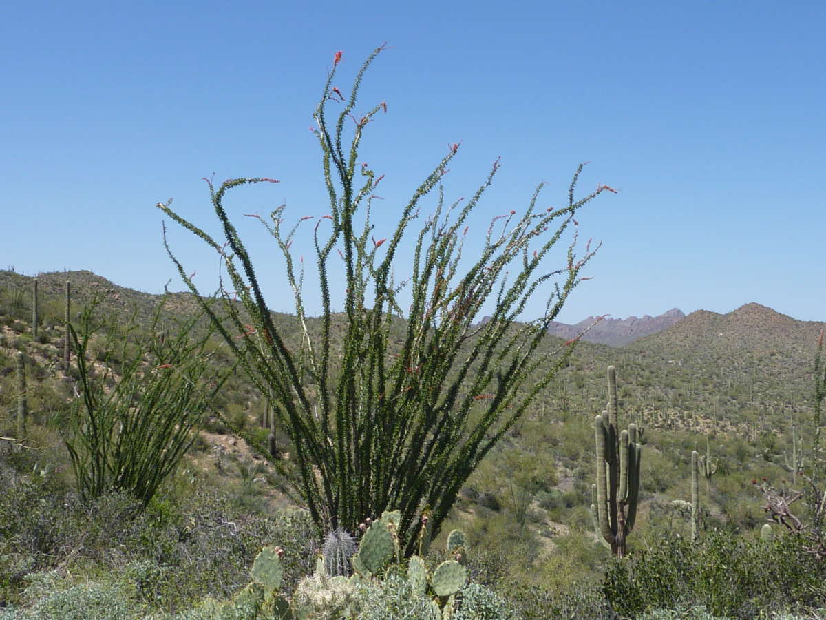 Fouquieria splendens - Tohono Chul - Tucson, AZ