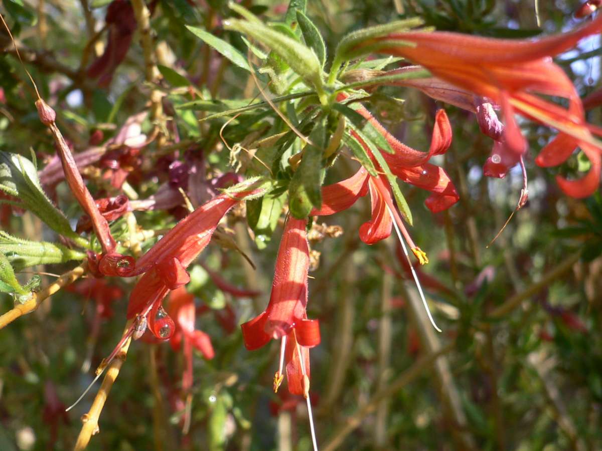 In Bloom at Tohono Chul - Tohono Chul - Tucson, AZ