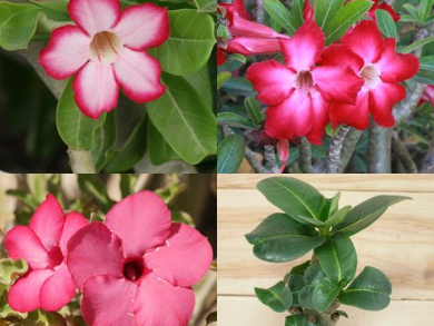 Adenium Obesum Desert Rose Starter Plants - Jerry's Jungle