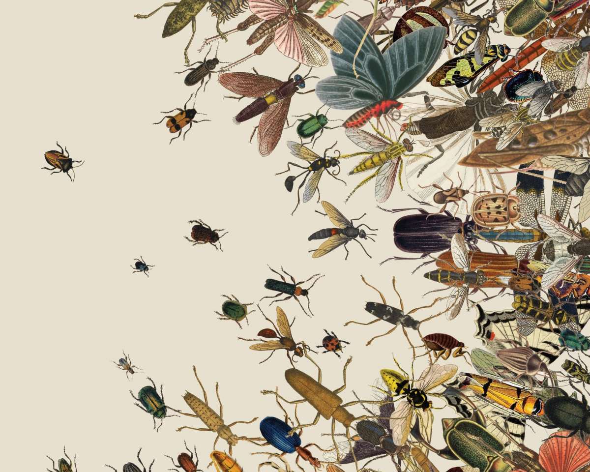 Optical Illusion Test: Find 7 Flies Hidden Among The Spiders In This  Picture Within 10 Seconds