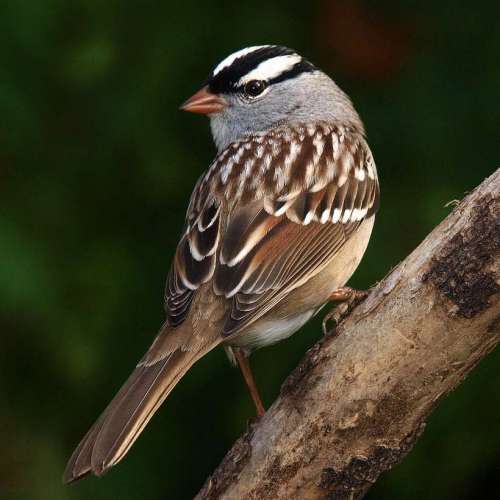 Birds In Our Backyard - Tohono Chul - Tucson, AZ