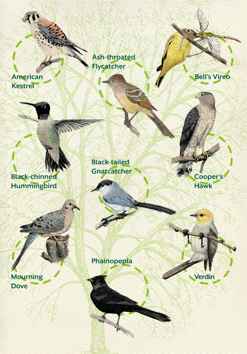 Songbird - A Season of Song - Hummingbird