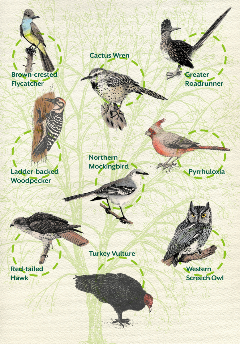 Sparrowhawk: September 2023 bird of the month - The English Garden