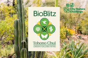 BioBlitz at Tohono Chul