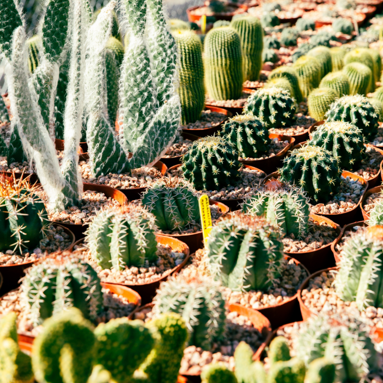 Tohono Chul Fall Plant Sale 2023 Tohono Chul Tucson, AZ