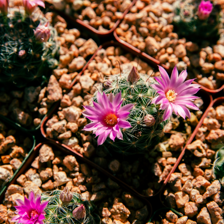 Spring Plant Sale Tohono Chul Tucson AZ spring-plant-sale-tohono-chul-tucson-az