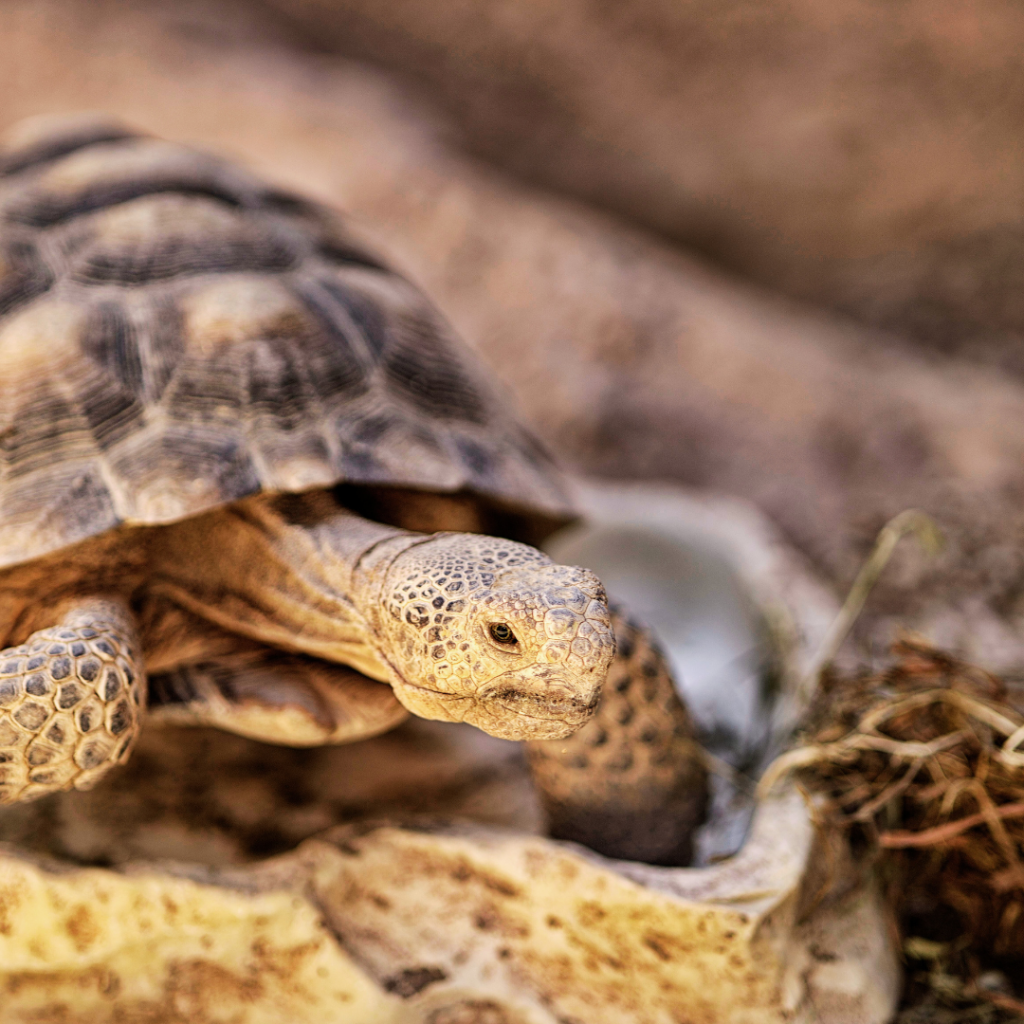 Tohono Chul Reptile Ramble