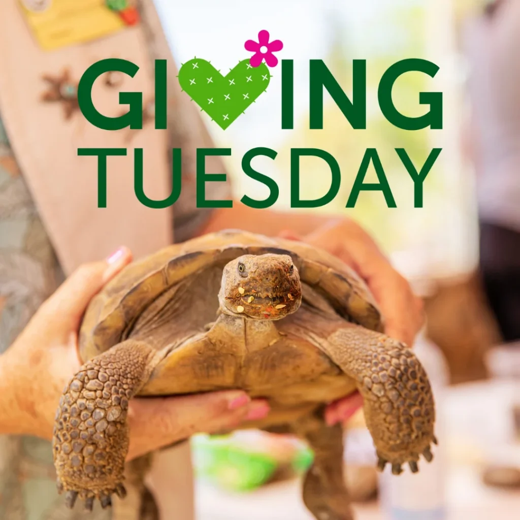 GivingTuesday Tohono Chul