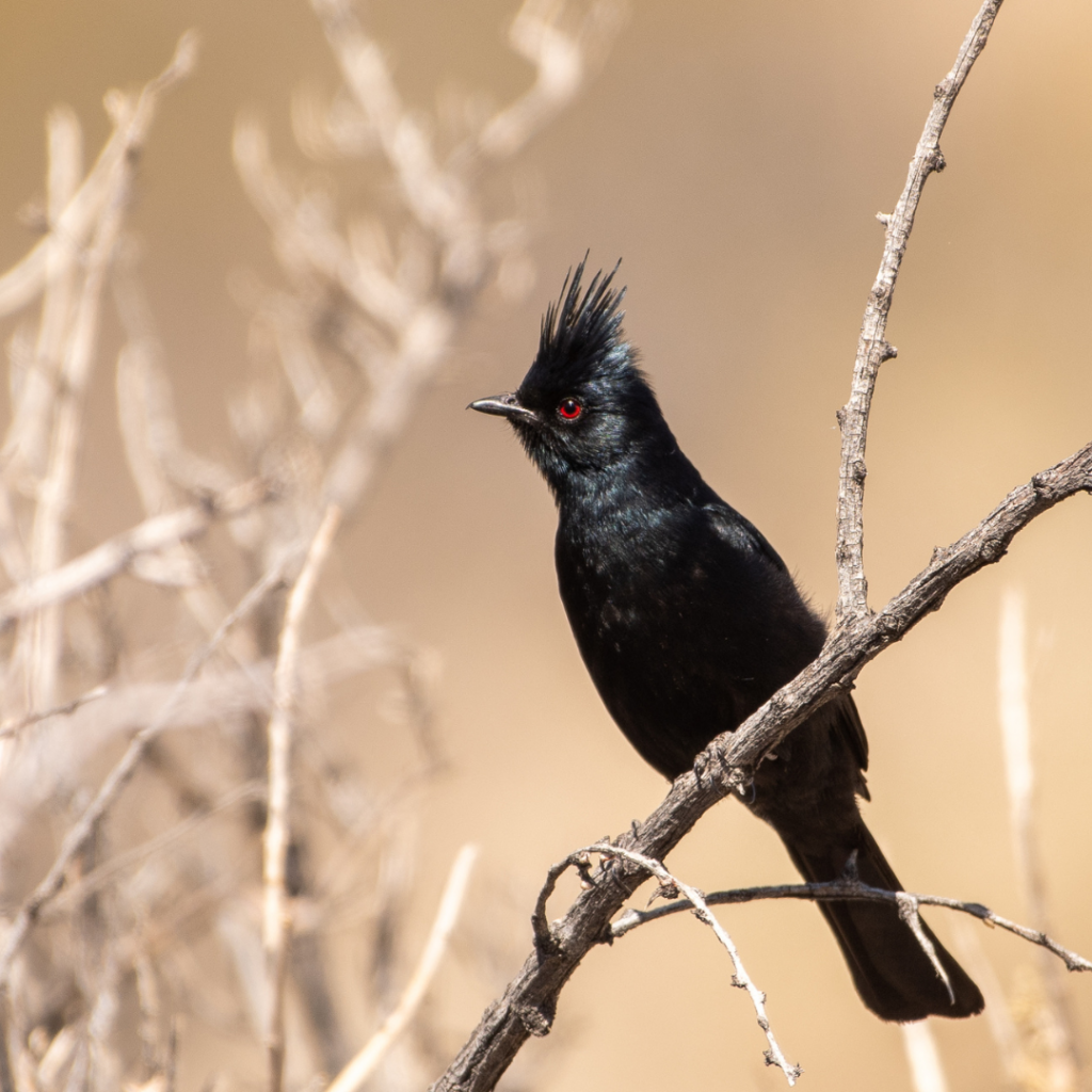 Birding at Tohono Chul