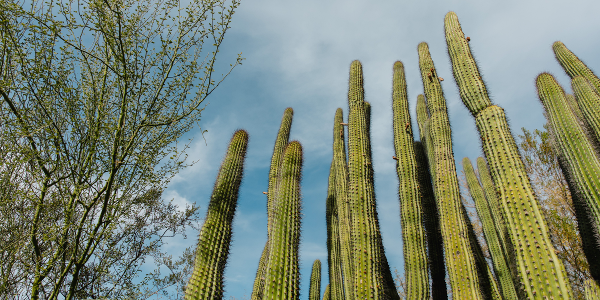 Nature at Tohono Chul