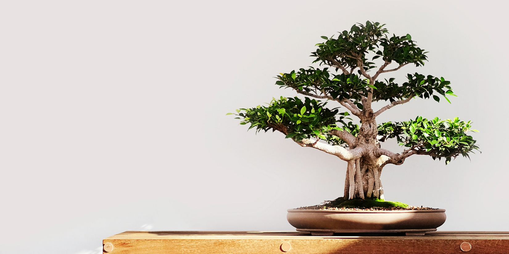 53rd Annual Art of Bonsai Exhibition