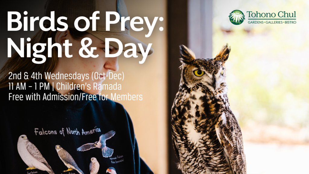 Birds of Prey Tohono Chul