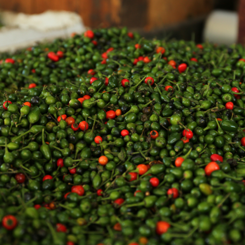 Terruño: Chiltepin Sponsorship Package