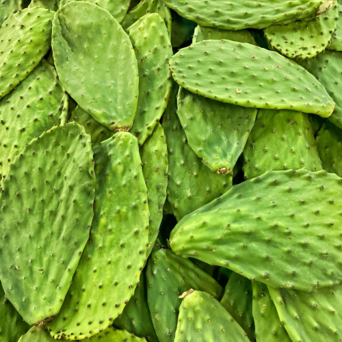 Terruño: Nopal Sponsorship Package