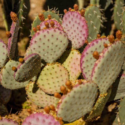 Terruño: Prickly Pear Sponsorship Package