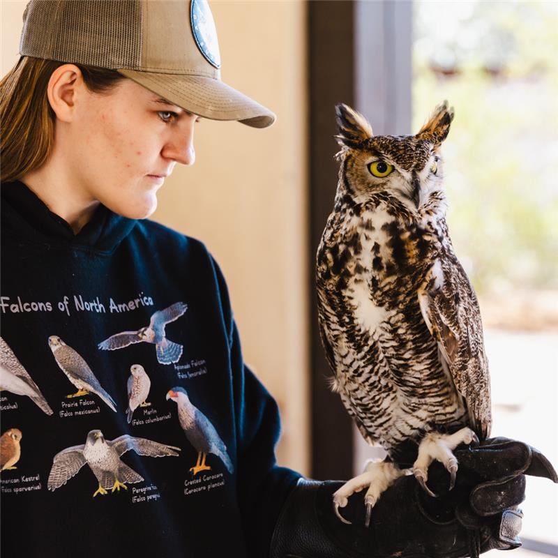 Birds of Prey at Tohono Chul