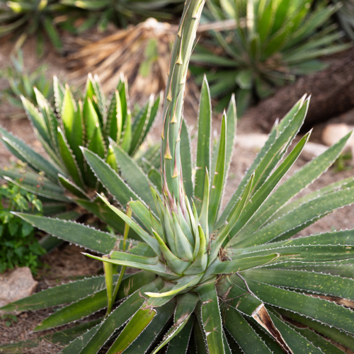 Terruño: Agave Sponsor