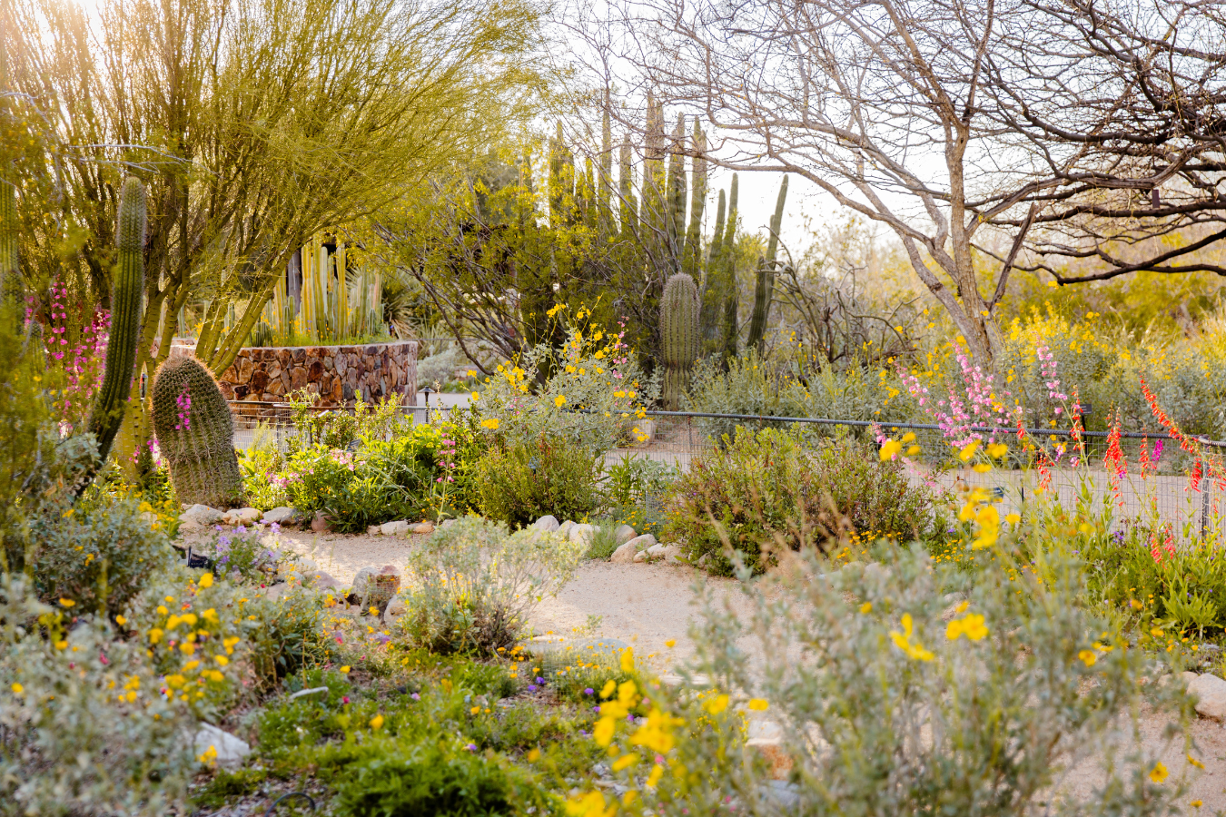 Tohono Chul Botanical Gardens