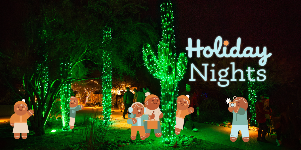 Holiday Nights Tohono Chul